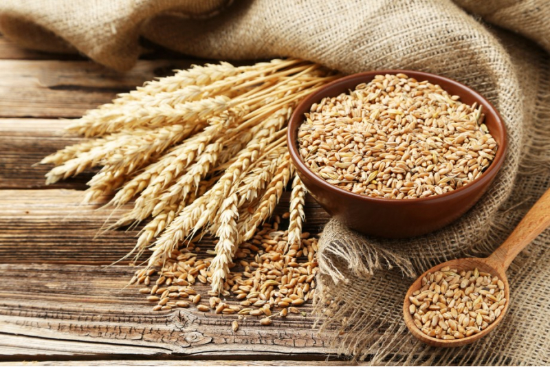 Оформление карантинного документа на кормовую пшеницу